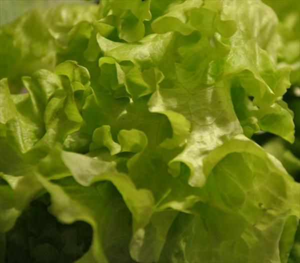 sallad.JPG
