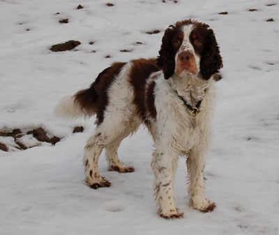 Engelsk springer spaniel 