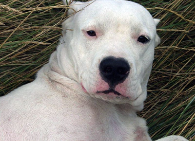 Dogo argentino