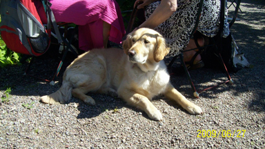 hund08.jpg