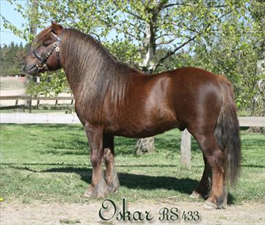 Veckans Hingst