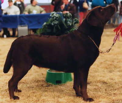 Labrador retriever