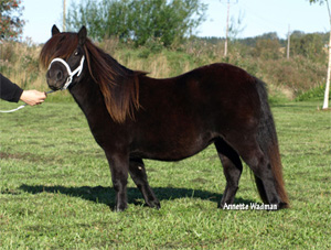 09var_bluemull_mell_moorie.jpg