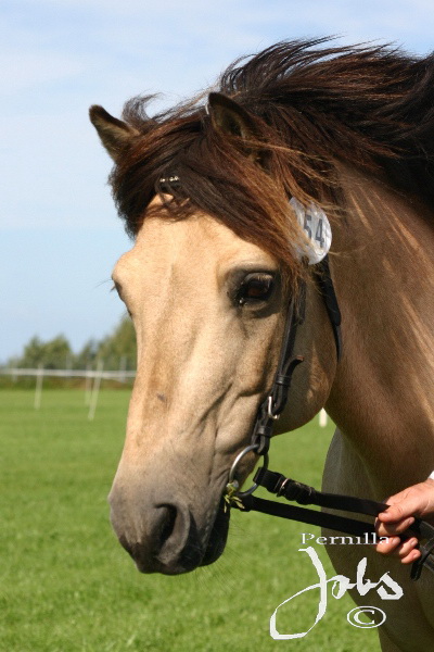 Rusch 456, GM 2007. Foto: Pernilla Jobs©