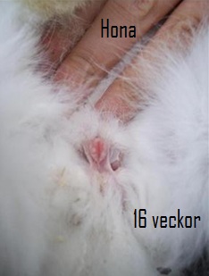 hona 16v.jpg
