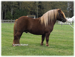 09gmnoss_alstads_marabou.jpg