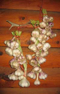 007Hanging_Garlic.jpg
