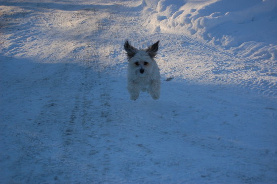 Månadens Bichon - November
