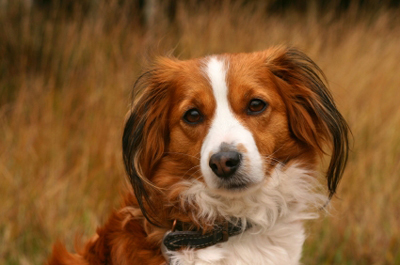 Kooikerhondje