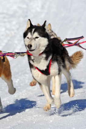 Alaskan malamute6.jpg