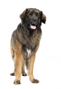 Leonberger