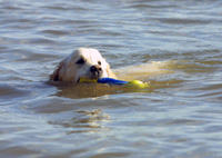 Golden retriever 