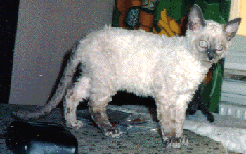 vecka35.gif