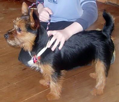 Australisk terrier