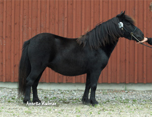 rosenhagas_queen_of_hearts_uddetorp09.jpg