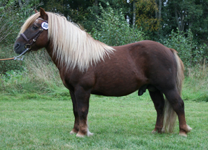 roson_gm09.jpg