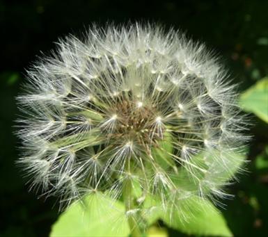 marsrosboll.JPG