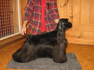 Din hund / bildtråd