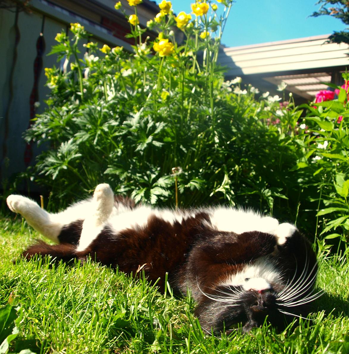Fototävling - Sommarkatt 2009 
