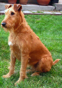 Irländsk terrier