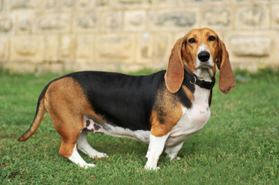 Basset artésien normand