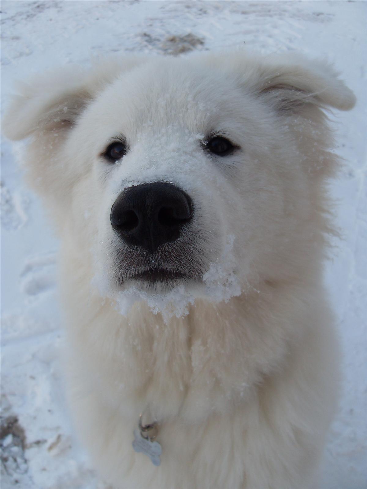Månadens Hund - December