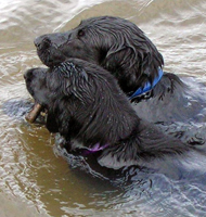 Flatcoated retriever 