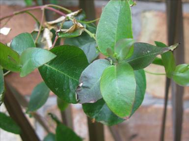 Eucalyptus.jpg
