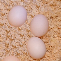 Ägg.jpg