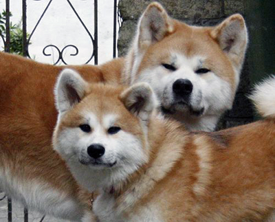 Akita