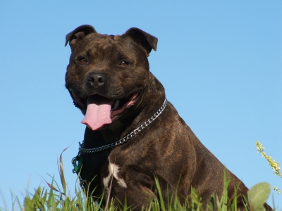 Staffordshire bullterrier