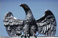 013eagle.jpg