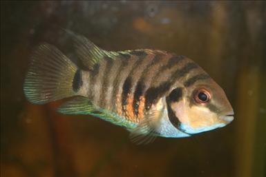 cichlid-IMG_5973.jpg