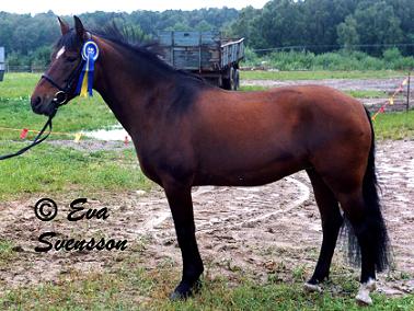 Hedlanda Sweetie RNF 1154