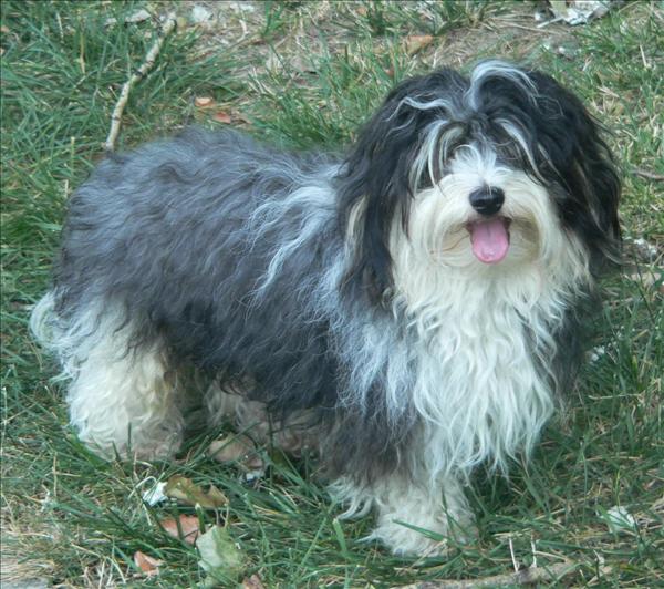 Bichon havanais