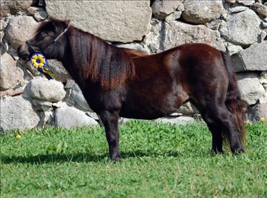 hasselbos halveca.jpg