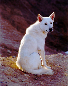 Canaan dog