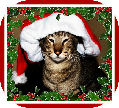 major-jul-siamese-i-fokus.jpg