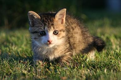 !!!!!!11111KattungeStorLinda.jpg