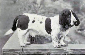 Basset hound
