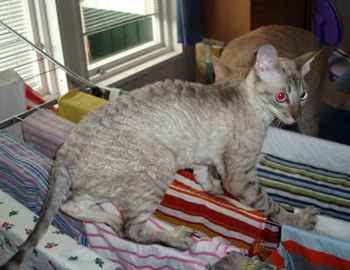 juni09.jpg