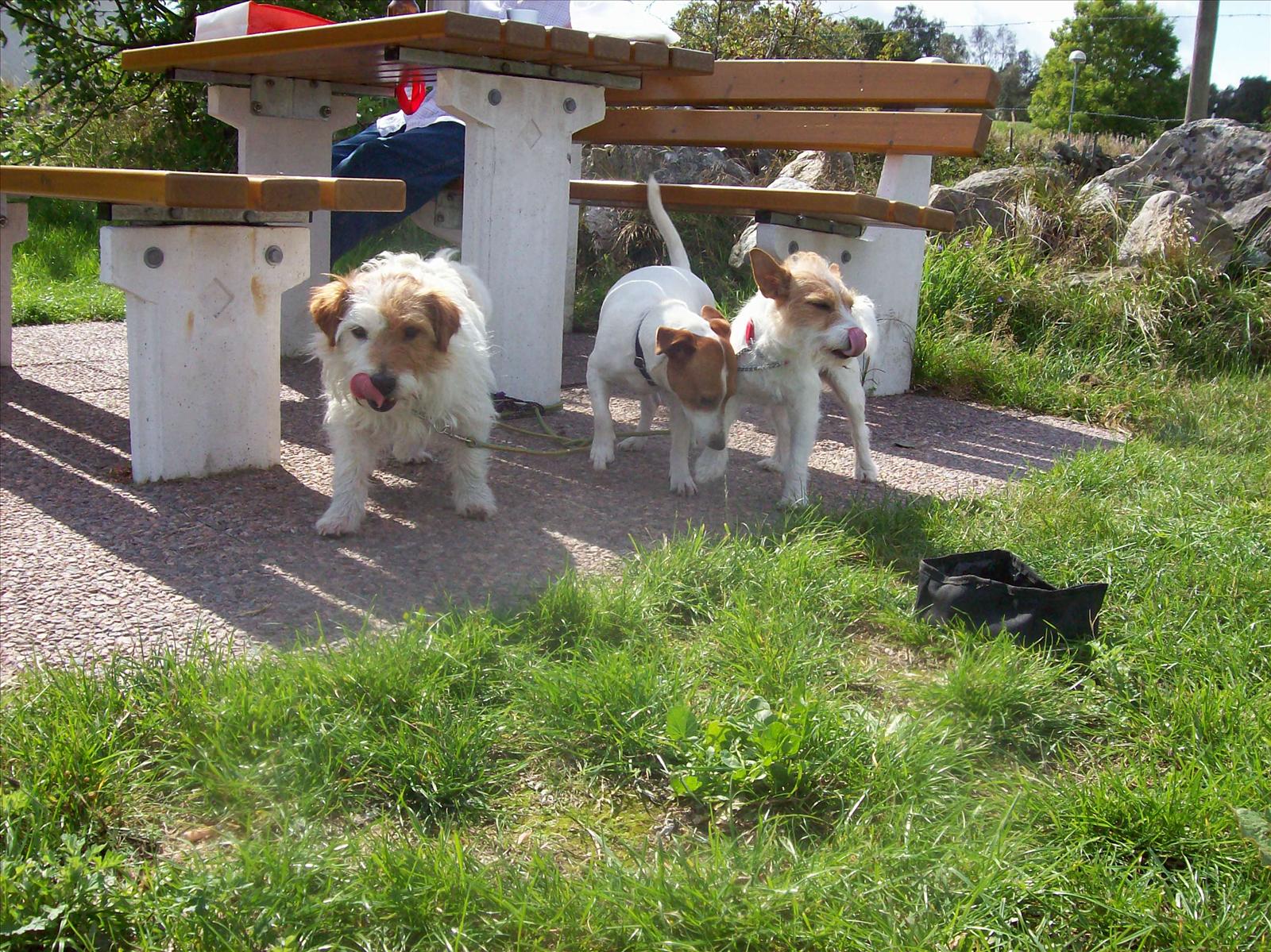 Hund före och efter!
