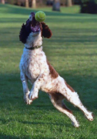 Engelsk springer spaniel