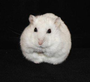 Månadens hamster Januari