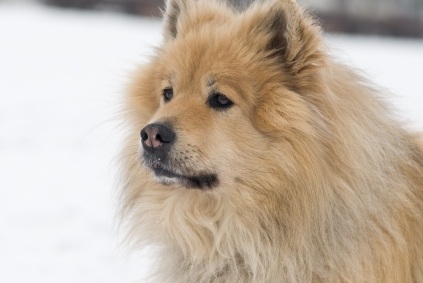 Eurasier1.jpg
