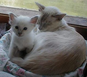mirabelle-kattunger_002.jpg
