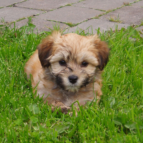Isfolkets kennel