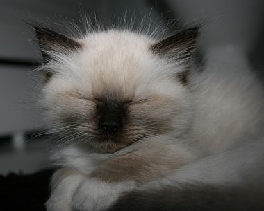 ragdoll