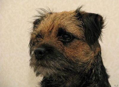 Borderterrier