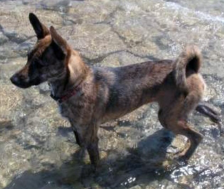Taiwan dog